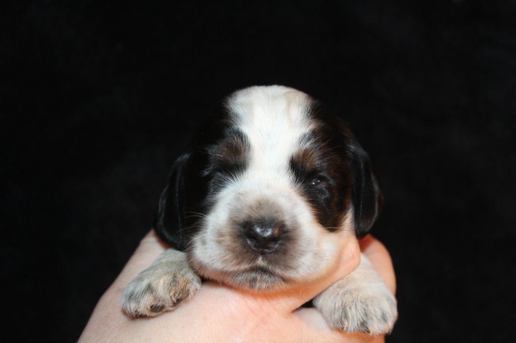 Des P'tits Mahons - Chiot disponible  - Cocker Spaniel Anglais