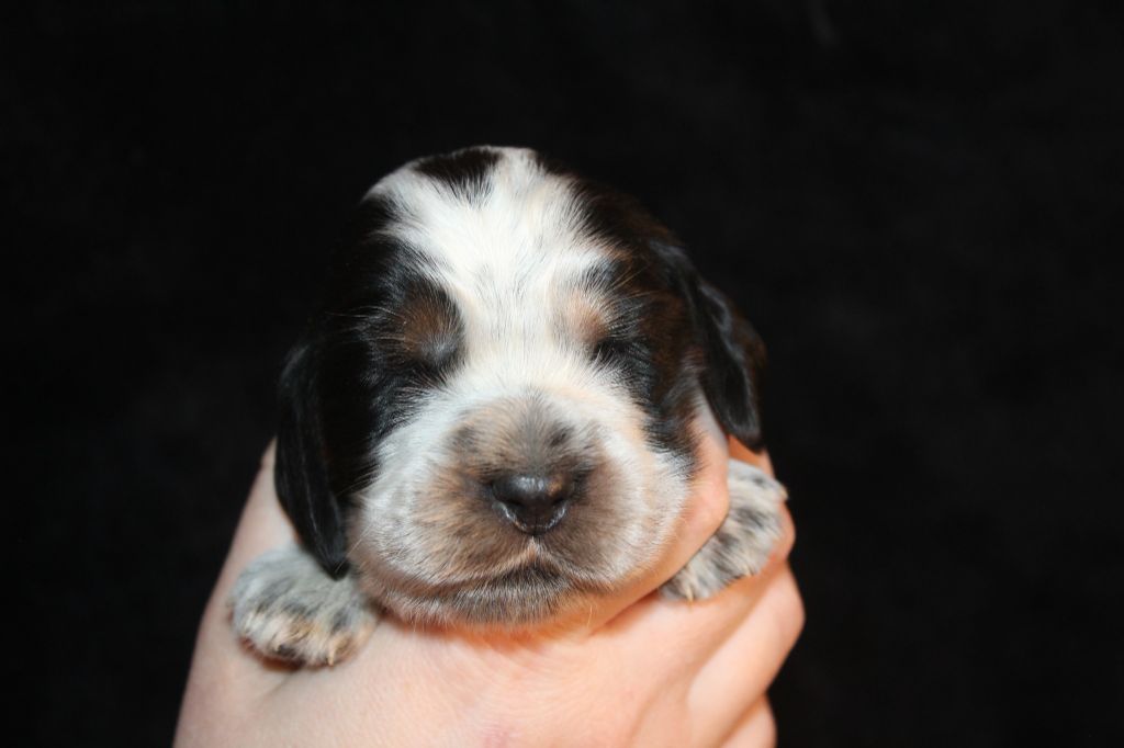 Des P'tits Mahons - Chiot disponible  - Cocker Spaniel Anglais