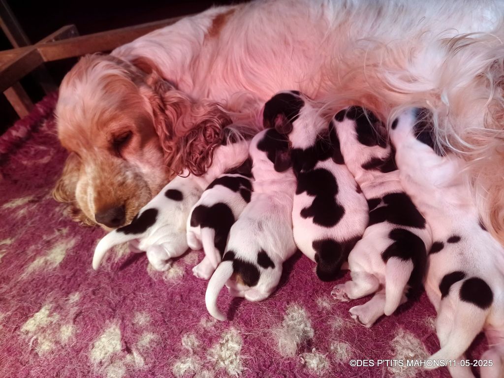 Chiots Cocker Spaniel Anglais