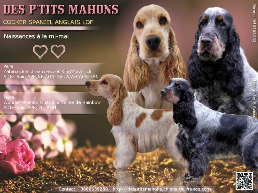 Chiots Cocker Anglais