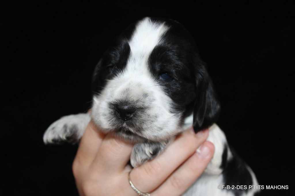 Des P'tits Mahons - Chiots disponibles - Cocker Spaniel Anglais