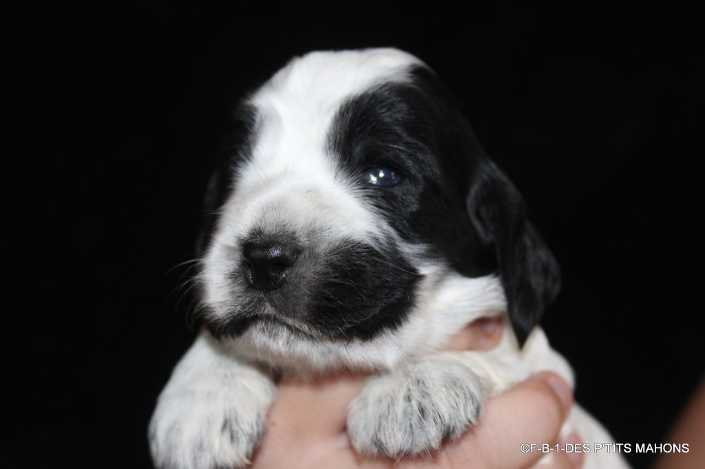 Des P'tits Mahons - Chiots disponibles - Cocker Spaniel Anglais