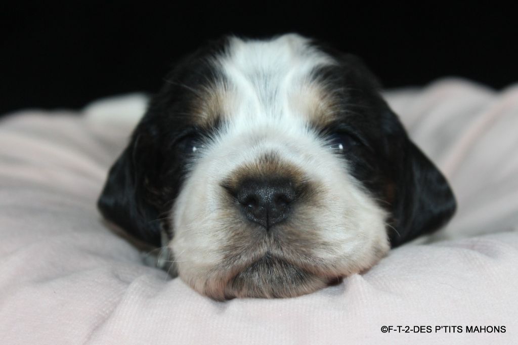 Des P'tits Mahons - Chiots disponibles - Cocker Spaniel Anglais