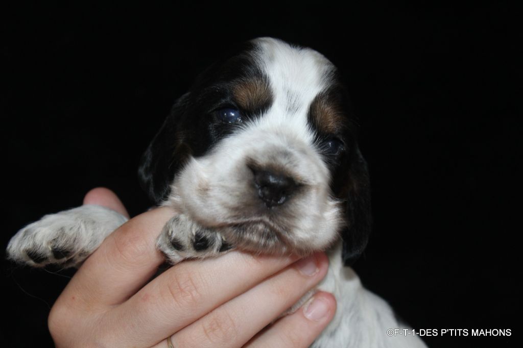 Des P'tits Mahons - Chiots disponibles - Cocker Spaniel Anglais